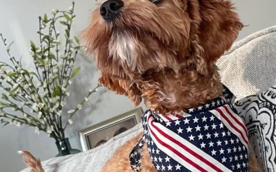 Keeping Your Dog Safe on July 4th