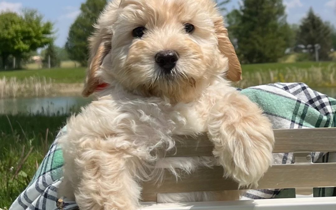 Puppy Proofing Your Home