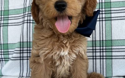 Successfully Potty Training Your Puppy