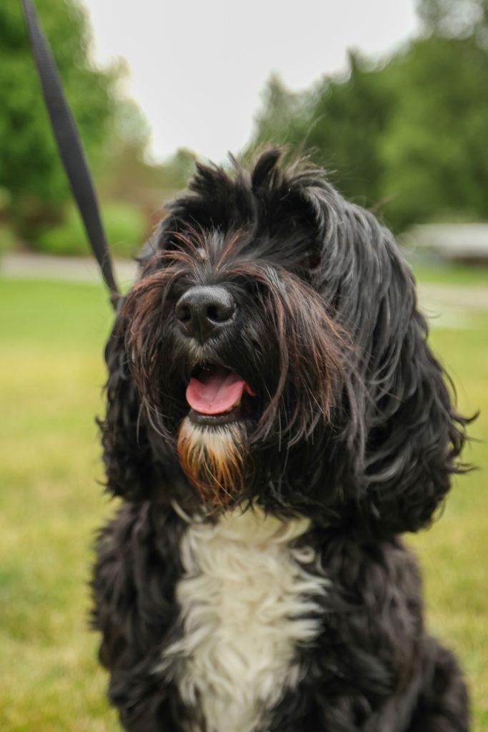 Tips on Barking - Colonial Village Labradoodles