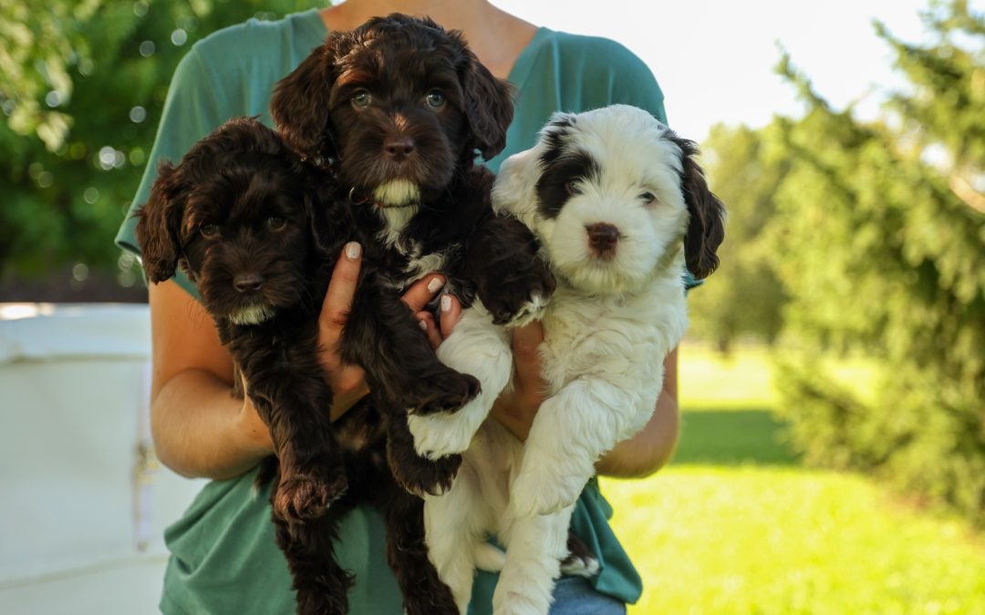 How To Understand and Manage My Puppy’s Biting