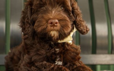 Crate Training for Your Puppy