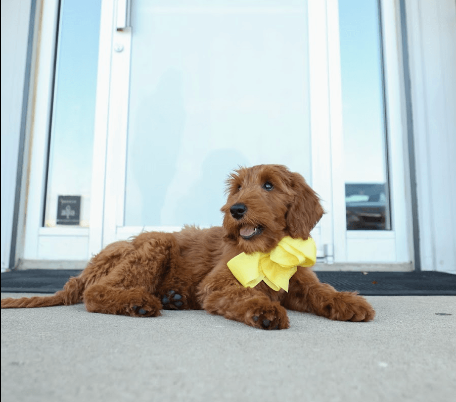 Cost for a Labradoodle Colonial Village Labradoodles