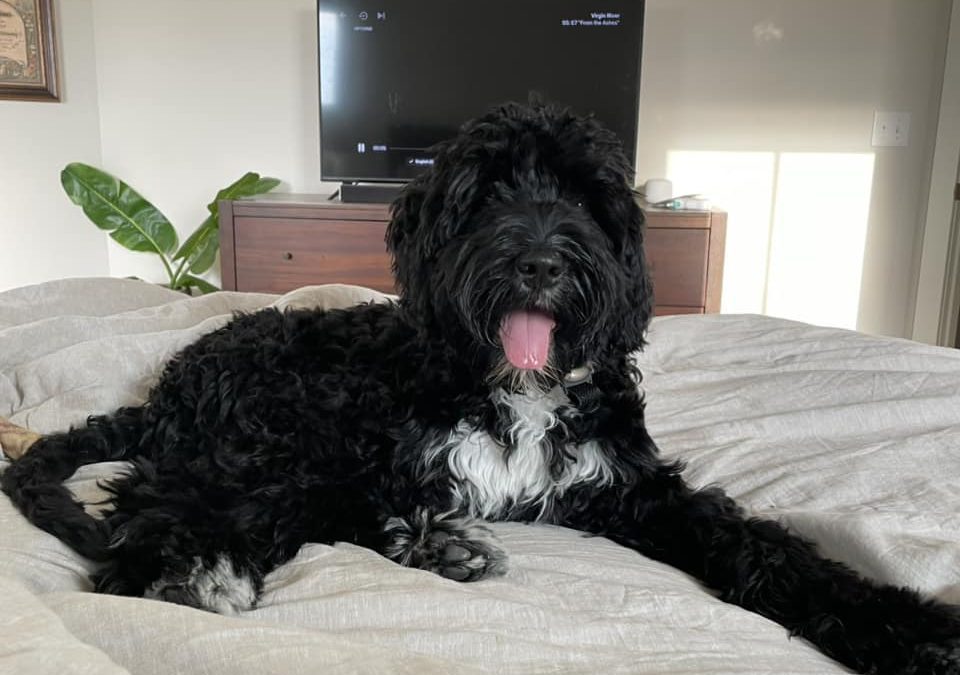 Puppy Proofing Your Home