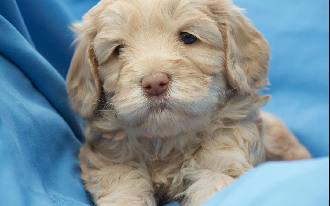 5 Tips on House Training Your Dog