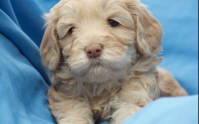 5 Tips on House Training Your Dog