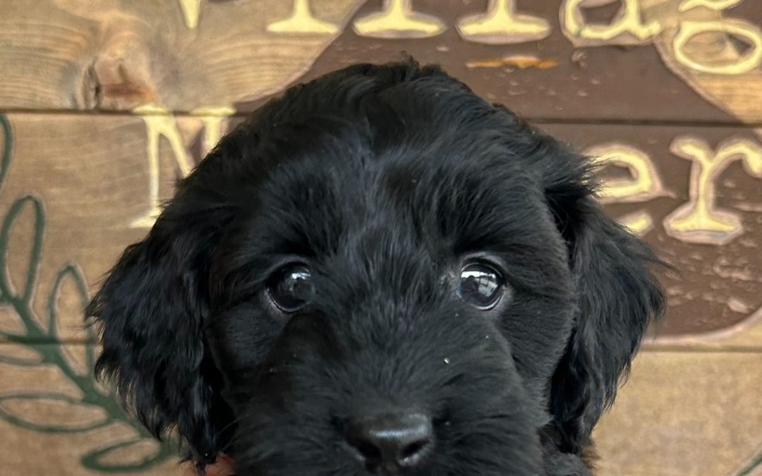 The Importance of Vaccines