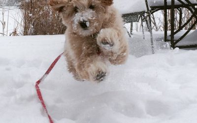 Winter Puppy Activities
