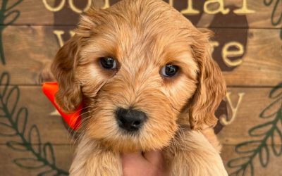 Health Tips for Your Dog