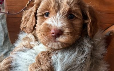 Socializing on the Holidays