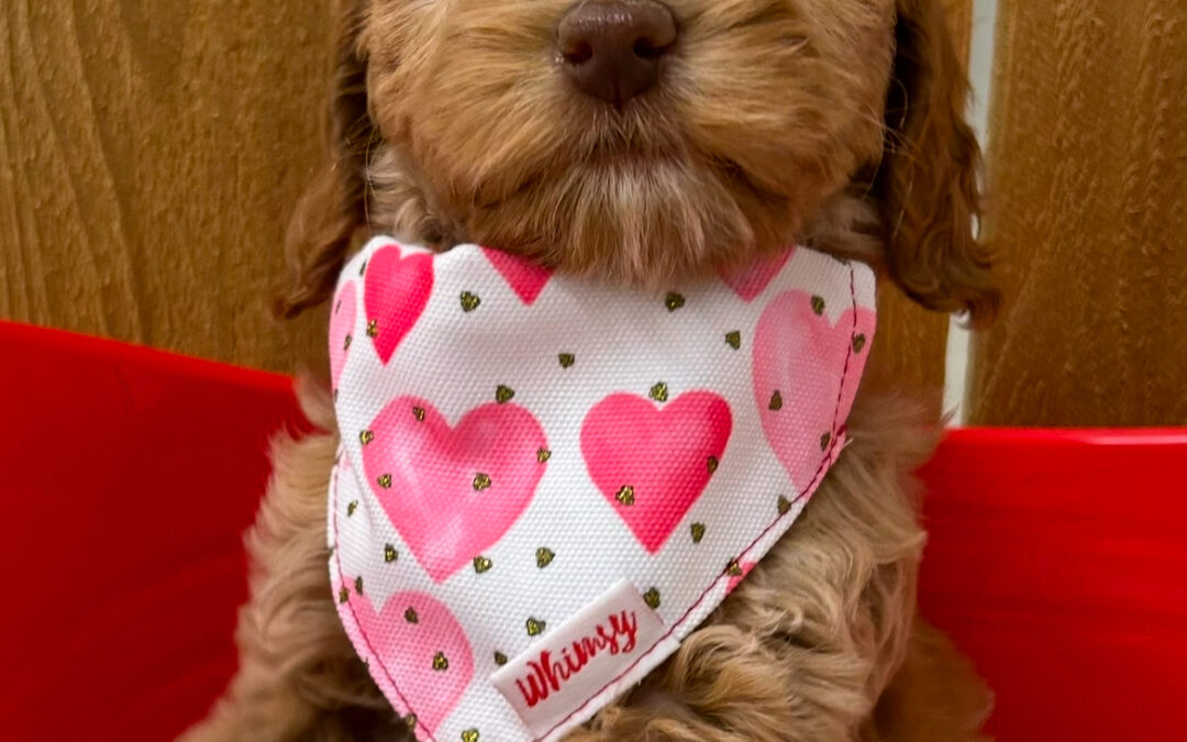 Dog Toys for Chewers