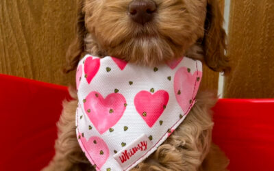 Dog Toys for Chewers