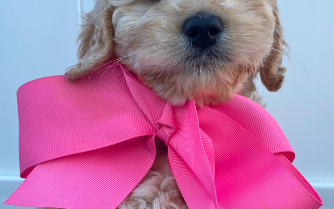 5 Tips on House Training Your Dog