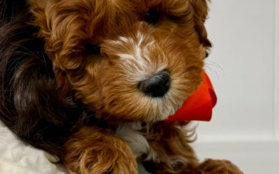 Top Dog Names of 2025