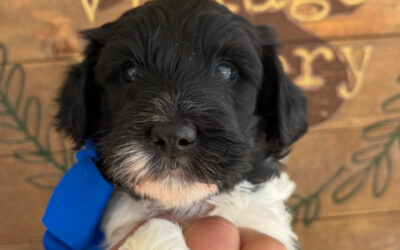 5 Tips on House Training Your Dog