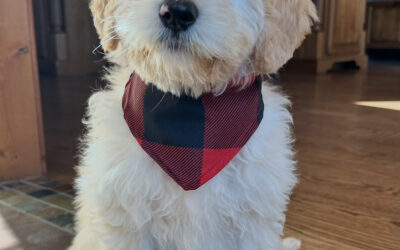 Tips and Tricks Pt. 3