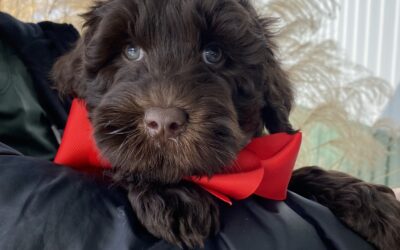 What exactly is an Australian Labradoodle?