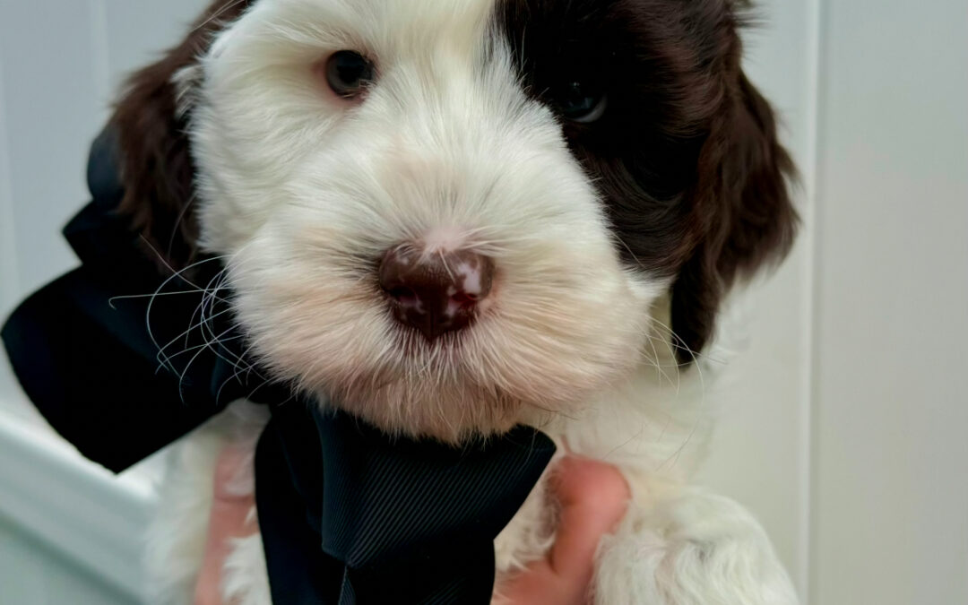 5 Tips on House Training Your Dog