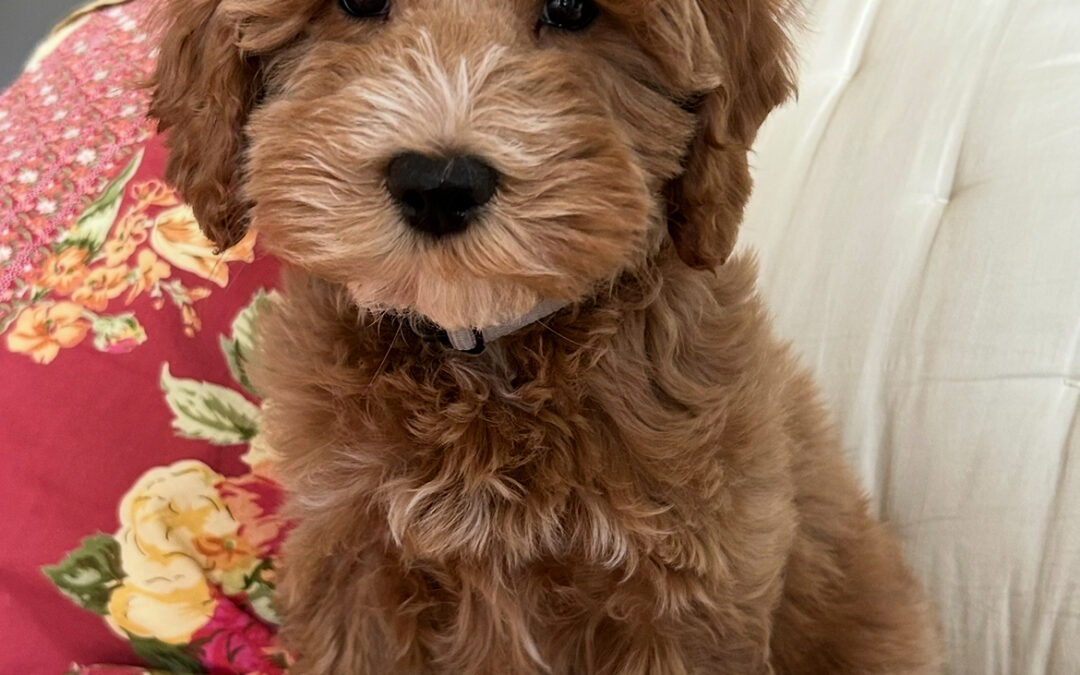 Dog Friendly Coffee Shops