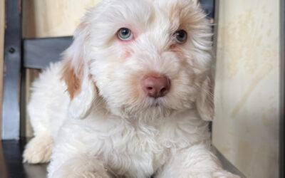 Seasonal Allergies in Dogs