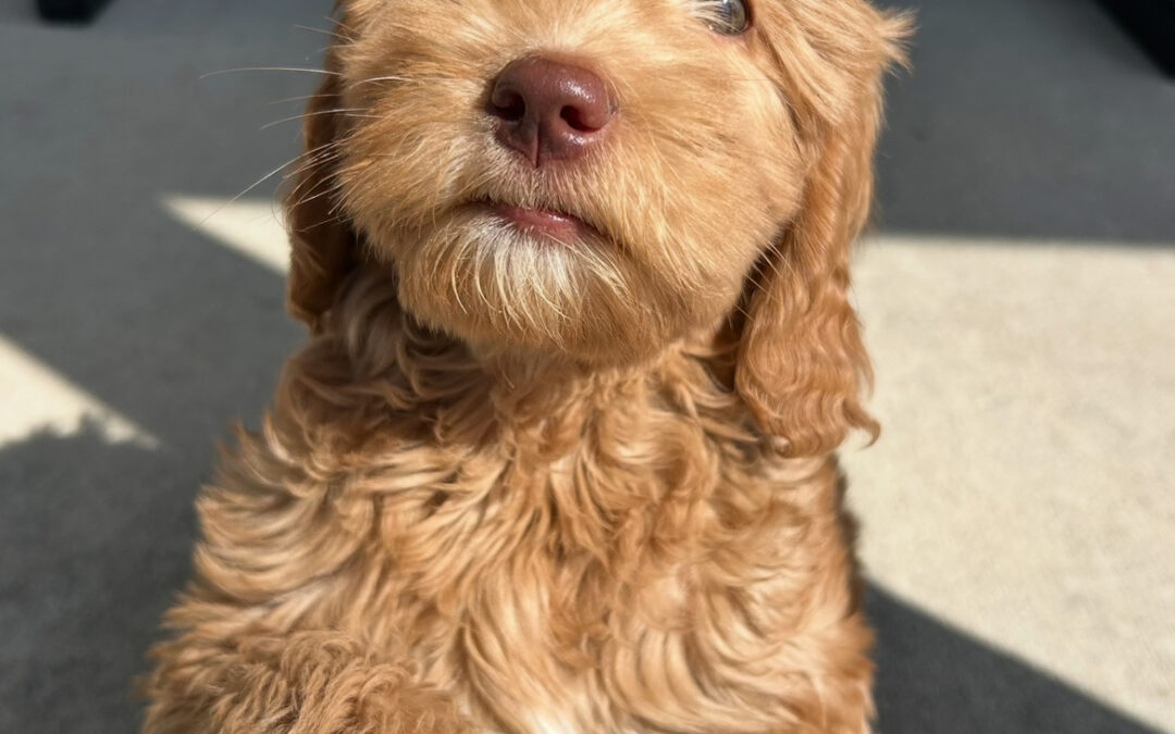Why an Australian Labradoodle?
