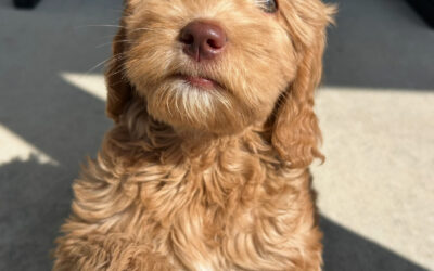 Why an Australian Labradoodle?