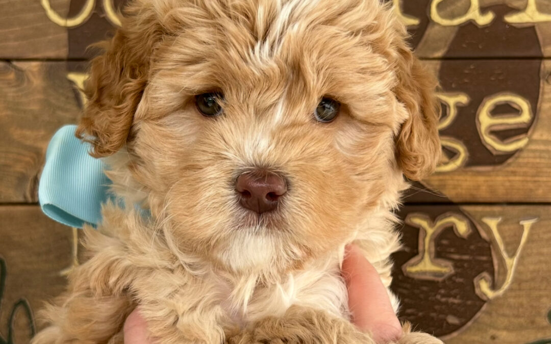 Why an Australian Labradoodle?