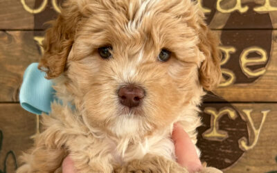 Why an Australian Labradoodle?