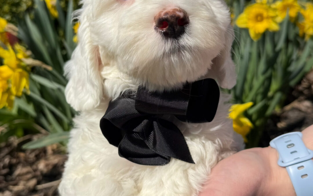 Why an Australian Labradoodle?