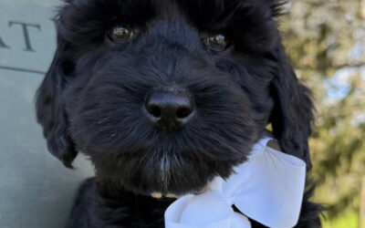 A Few Thoughts from a Dog