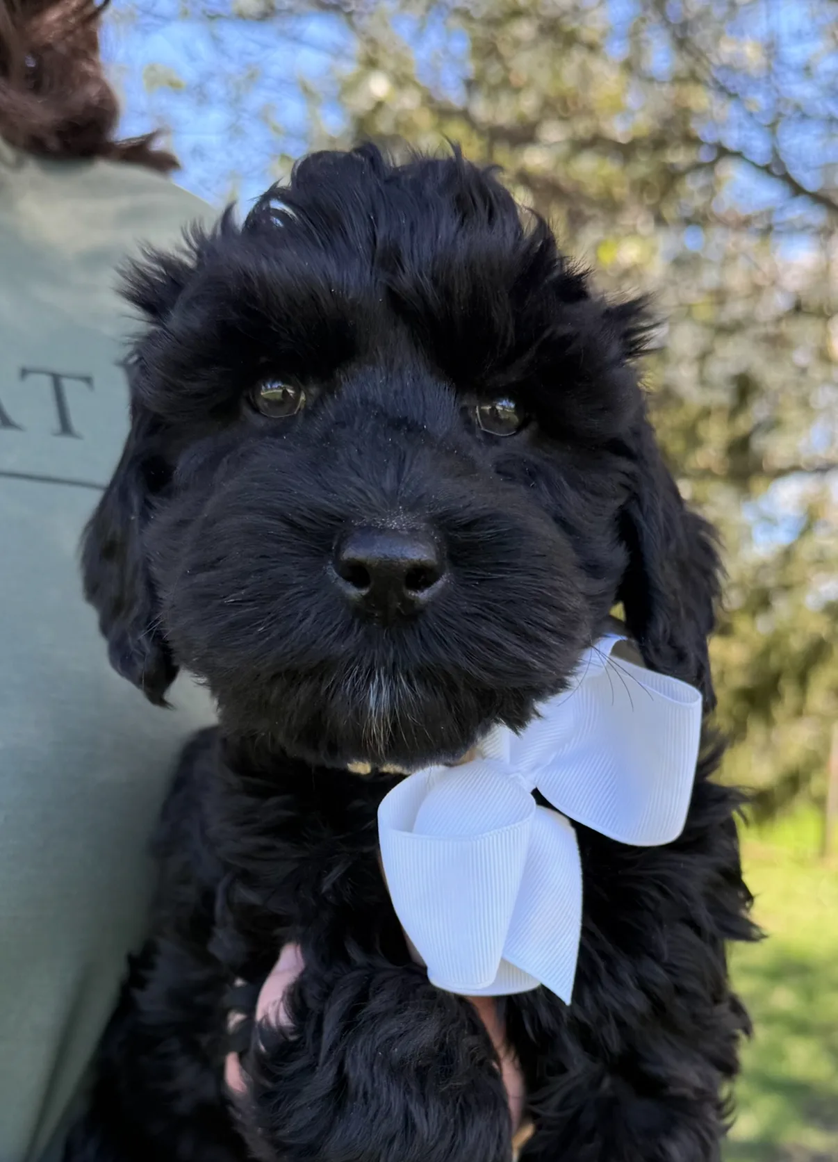A Few Thoughts from a Dog - Colonial Village Labradoodles