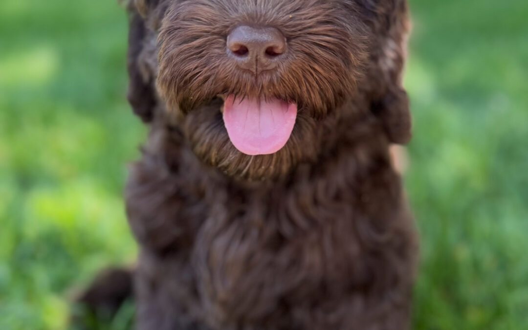 The Importance of Microchipping