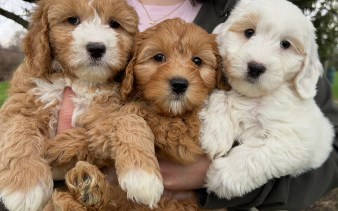 Why an Australian Labradoodle?