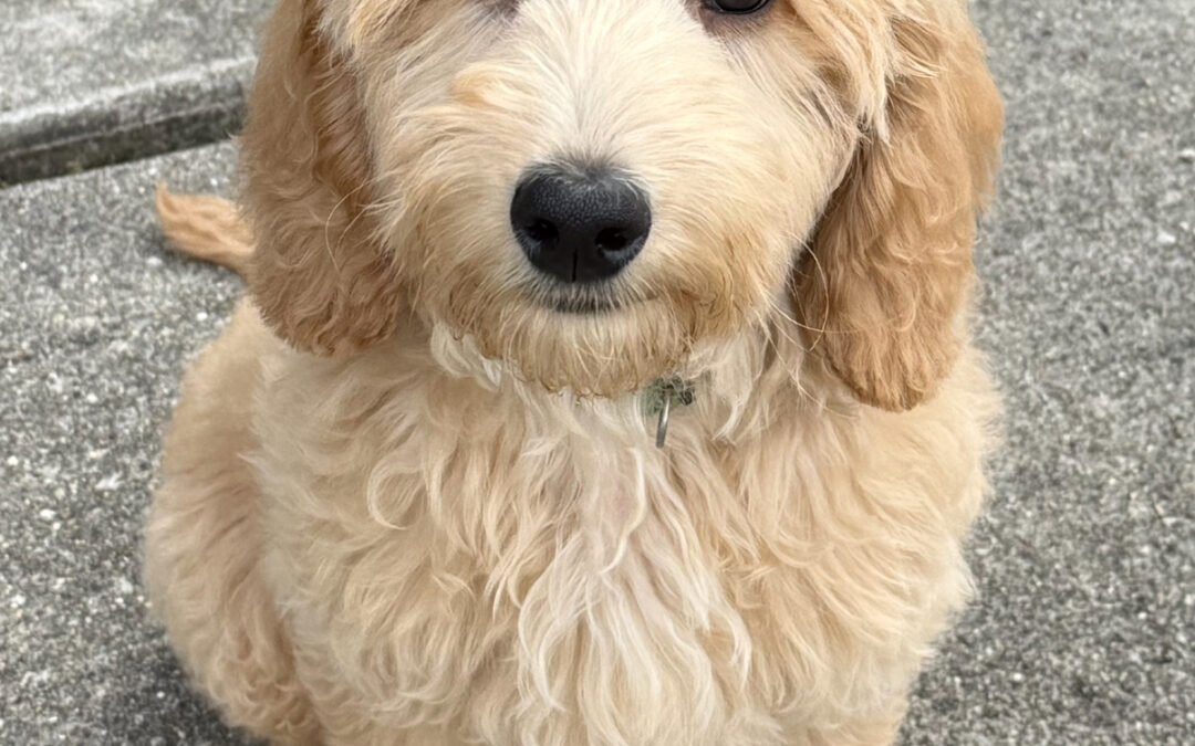 Caring for Your Aging Dog