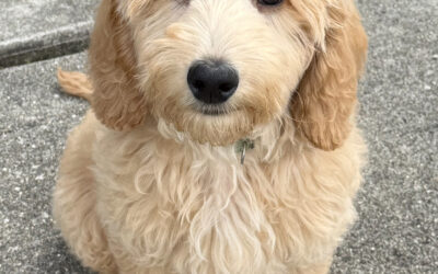 Caring for Your Aging Dog