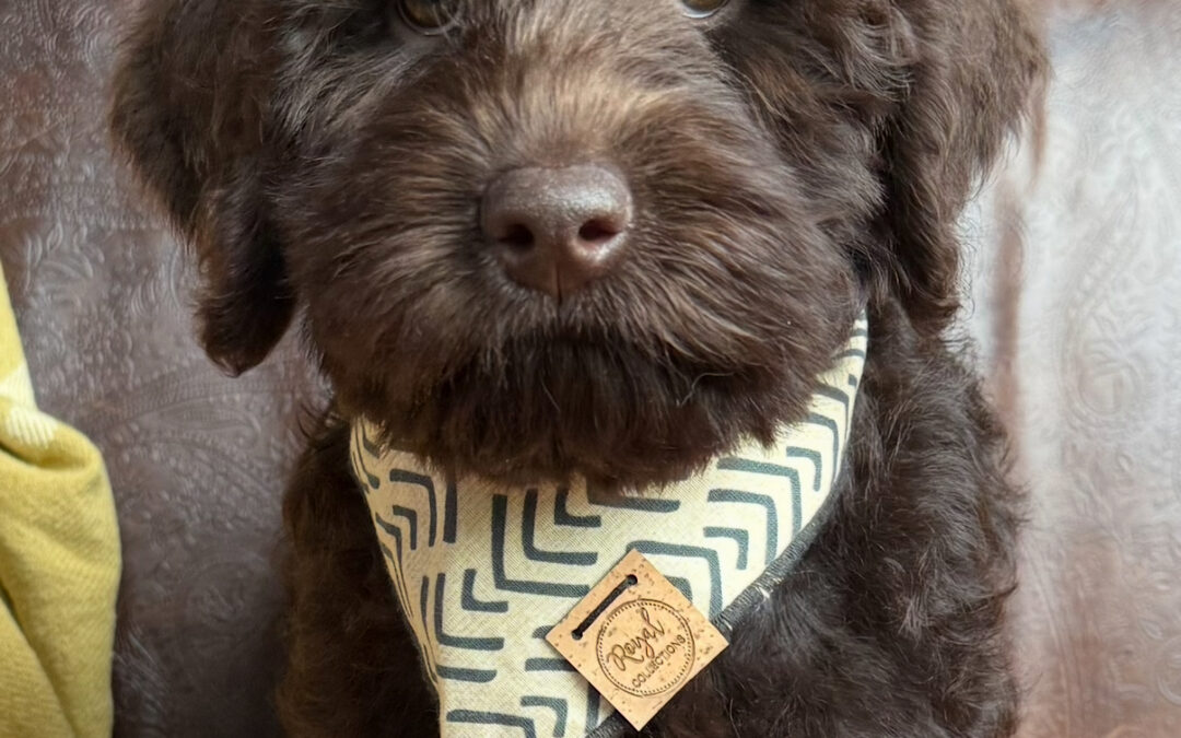 Helping Your Dog Stay Calm in the Car