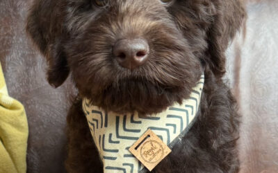 Helping Your Dog Stay Calm in the Car