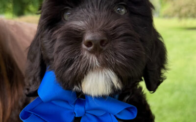 Urban Sniffari: My Favorite City Smells