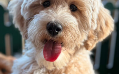 What to do With Chewing