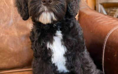 Why Your Doodle is the Ultimate Companion