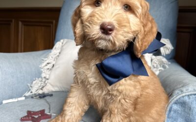 Fourth of July Tips for your Pup!