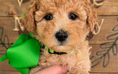 Signs of Heatstroke in Dogs