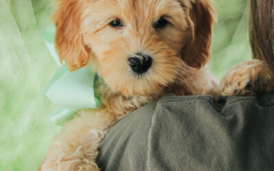 Keeping up with Grooming