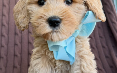 Australian Labradoodles, Your Best Buddy