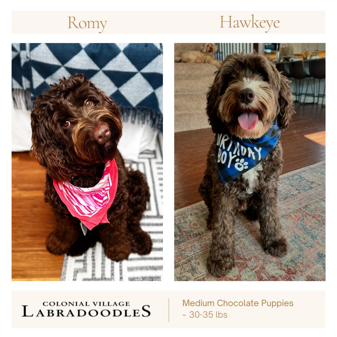 Litter Announcement- Romy x Hawkeye