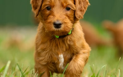 Crate Training your Puppy