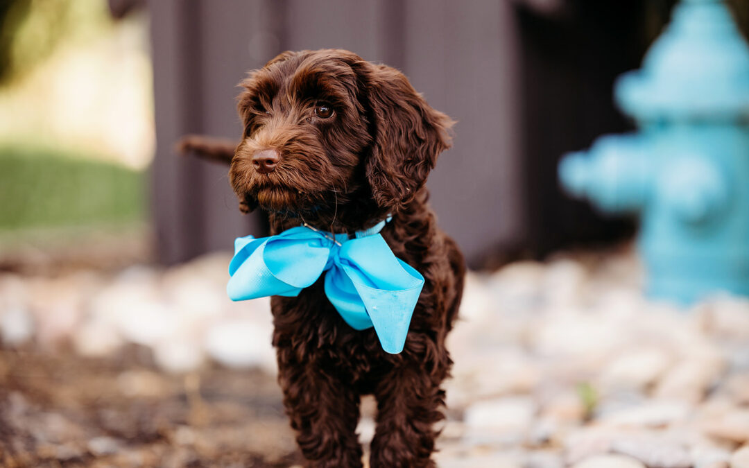 Preparing your Home for your new Puppy