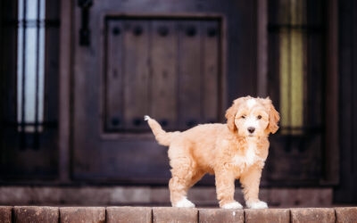 Crate Training Steps