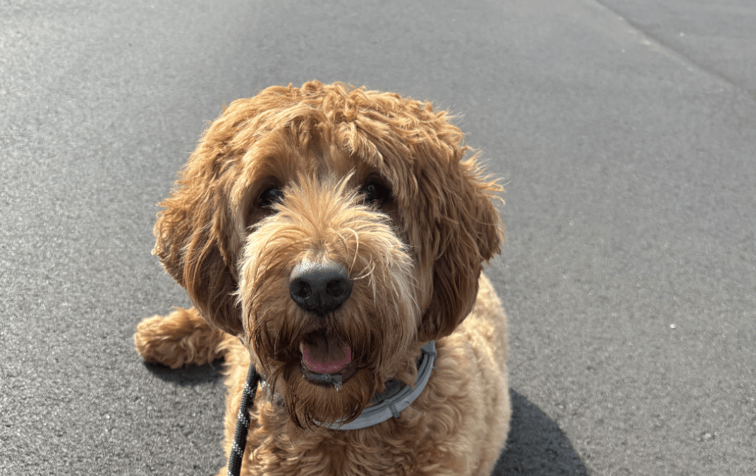 Keeping Your Dog Calm Around Backyard Critters