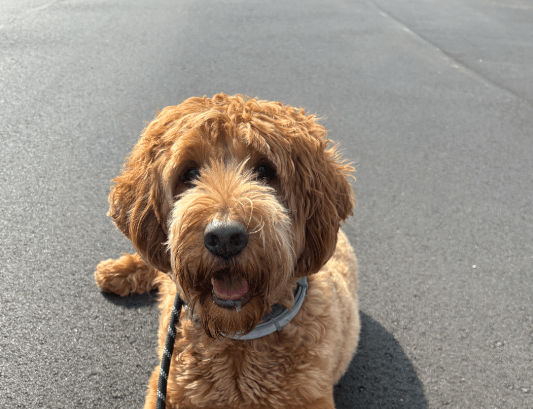 Keeping Your Dog Calm Around Backyard Critters